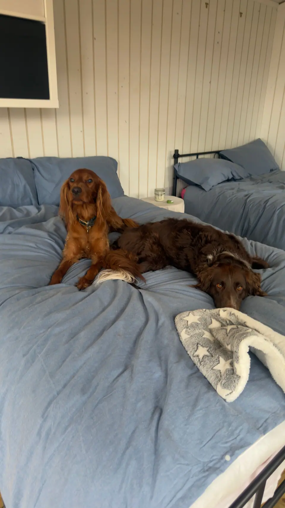 Two red setters curled up together on a bed with blue sheets