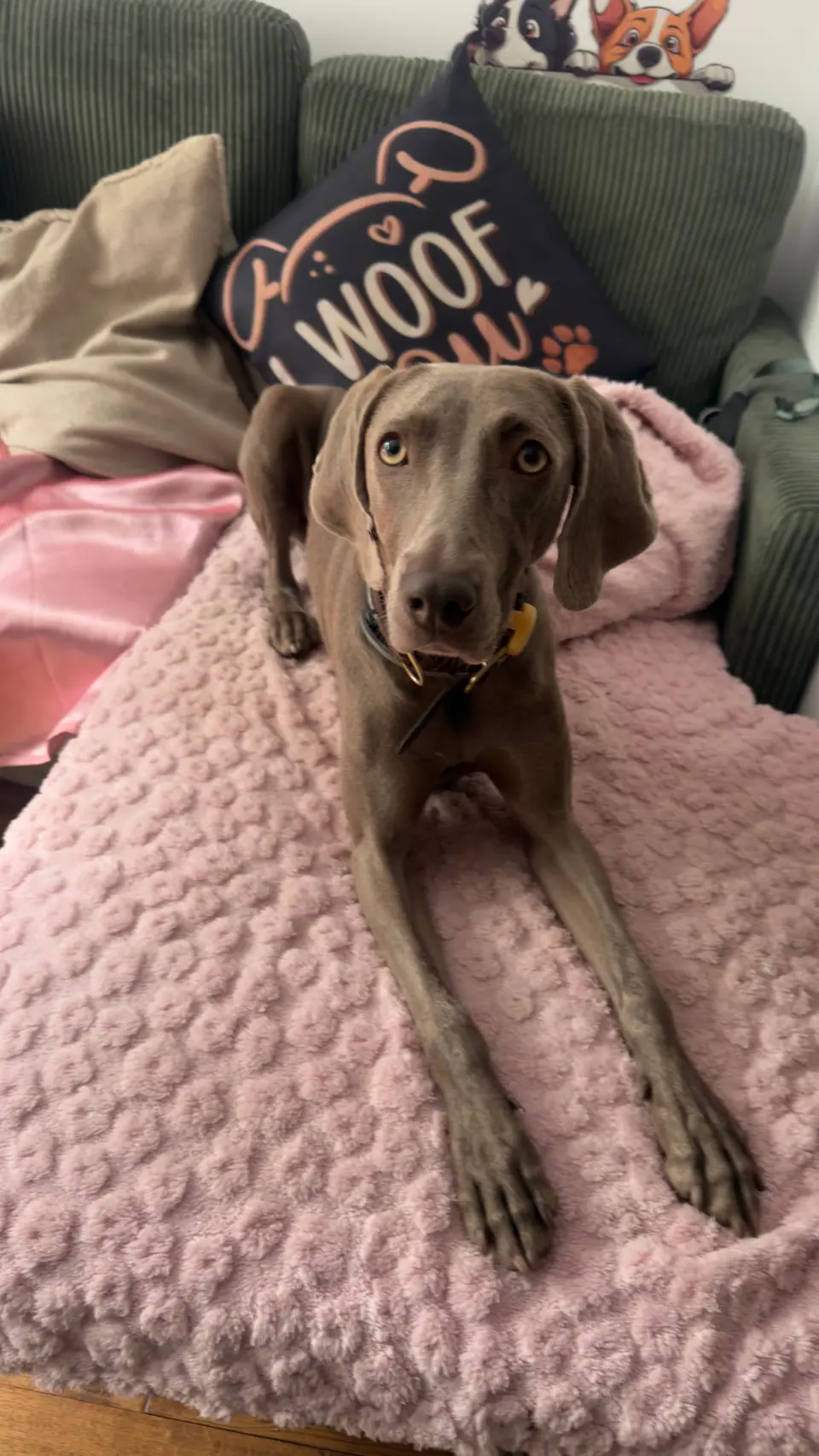 A grey Weimaraner resting on a pink blanket on the sofa